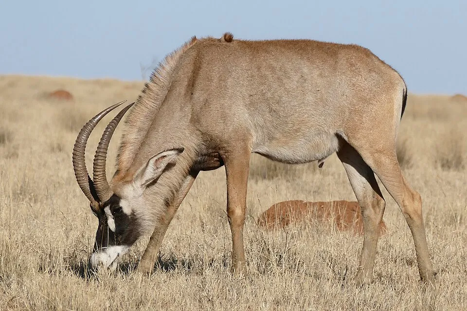 Antílope ruano - Gran antílope con marcas faciales distintivas y cu...